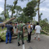 Pohon Besar Tumbang diterjang Angin Hingga Menutupi Jalan Raya Tasikmalaya – Garut