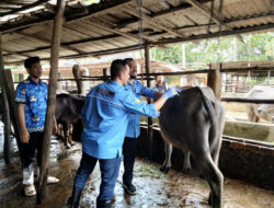 Pemkab OKI Selamatkan Kerbau Pampangan dari Kepunahan