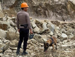 Hebatnya K9 Dalam Menemukan Jenazah Korban Longsor di Cirebon