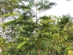 Upaya Pemulihan Lingkungan : Rehabilitasi DAS Diperiksa di Kawasan Hutan Lindung
