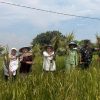 Dukung Ketahanan Pangan, Wawali Kota Cirebon Kawal “Sergab” Petani Larangan