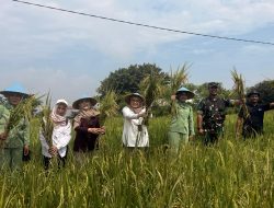 Dukung Ketahanan Pangan, Wawali Kota Cirebon Kawal “Sergab” Petani Larangan