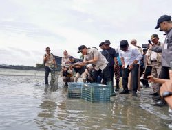 Herman Deru Dorong PLN Perkuat Listrik Sentra Udang Vaname OKI