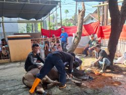 Masjid Alkautsar Sembelih 10 Sapi dan 14 Domba pada Iduladha 1447 H