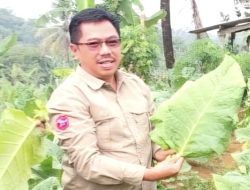 Pemanfaatan DBHCHT 2026, DKPP Bandung Barat Dorong Peningkatan Produktivitas dan Kualitas Tembakau