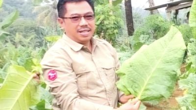 Pemanfaatan DBHCHT 2026, DKPP Bandung Barat Dorong Peningkatan Produktivitas dan Kualitas Tembakau