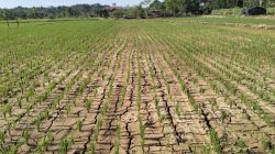 Kabupaten Cirebon Siaga Darurat Kekeringan hingga Akhir September 2026