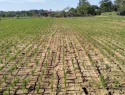 Kabupaten Cirebon Siaga Darurat Kekeringan hingga Akhir September 2026