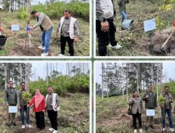 Jaga Warisan Hayati Sumut, BPDAS Asahan Barumun Tanam Kemenyan di Demplot Toba