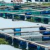 Kemarau Panjang, Debit Air Menyusut, Produksi Ikan Di Kabupaten Barat Menurun