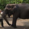 Menhut Tinjau Penanganan Karhutla di Padang Sugihan, Pastikan 29 Gajah Sumatra dalam Kondisi Sehat