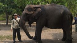 Menhut Tinjau Penanganan Karhutla di Padang Sugihan, Pastikan 29 Gajah Sumatra dalam Kondisi Sehat