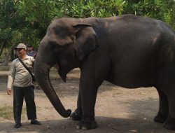 Menhut Tinjau Penanganan Karhutla di Padang Sugihan, Pastikan 29 Gajah Sumatra dalam Kondisi Sehat